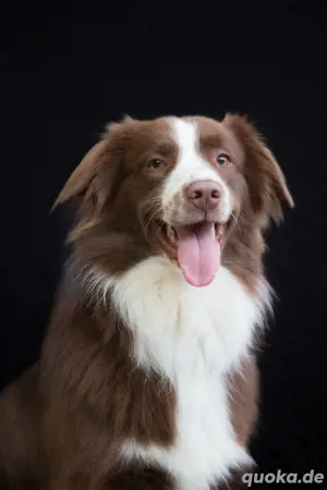 Australian shepherd Deckrüde KEIN VERKAUF ! 