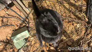 zwerkaninchen zu verkaufen