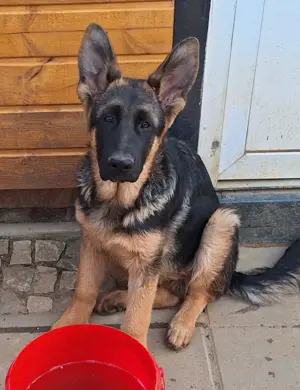 Deutscher Schäferhund Welpe Rüde