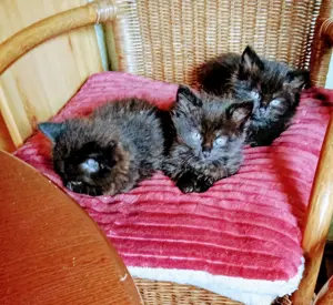 Sibirische Waldkatzen