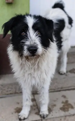 Nani - ausgeglichene Hundedame