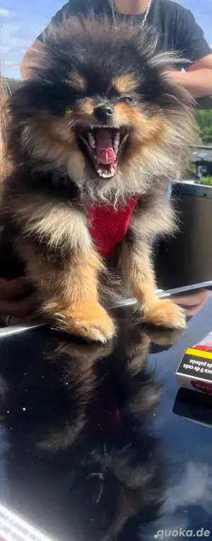 Zwergspitz pomeranian