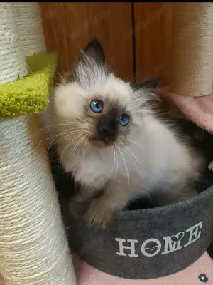 Birma Kater  Edelmix