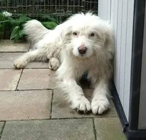 Pufi auf Pflegestelle sucht ein Zuhause 
