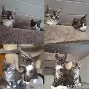 Maine coon kitten 