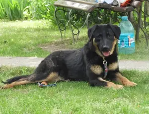 Luke sucht ein neues Zuhause 
