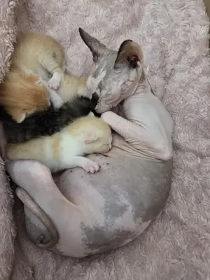Shynx BKH Mix Kitten suchen ihr eigenes Zuhause 