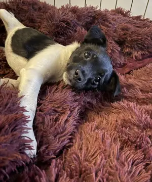 Jack Russel Mix Kaya 
