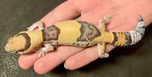 Hemitheconyx 
