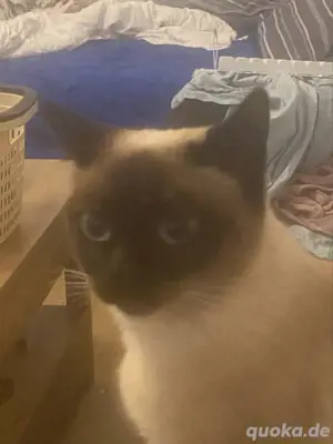 wurfankündigung siamkatze