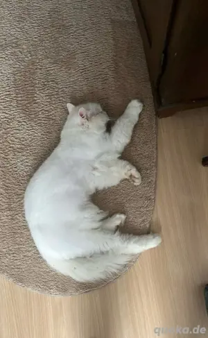    Kater vermisst seit 19.05.2025    Bild 3