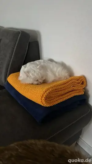    Kater vermisst seit 19.05.2025    Bild 2