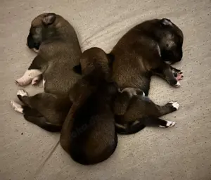 Süße Hunde Welpen; Husky X Ridgeback Bild 9