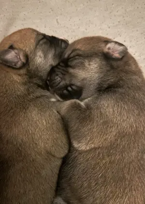 Süße Hunde Welpen; Husky X Ridgeback