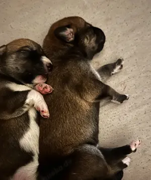 Süße Hunde Welpen; Husky X Ridgeback Bild 10