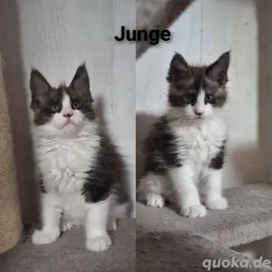 Maine coon kitten 