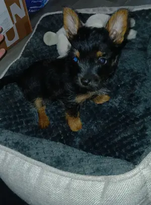 Chiuhaha Yorkshire Weibchen 