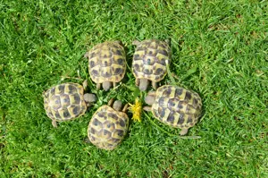  Griechische Landschildkröten und Vierzehen-Schildkröten (Steppenschildkröten) von 2022 23 24