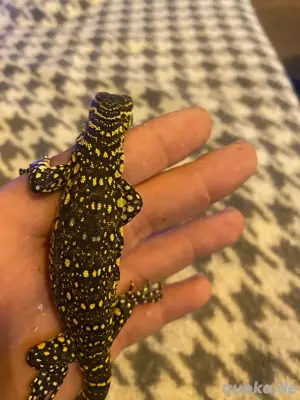 Varanus Niloticus 0.0.1. Jungtier 
