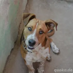 George sehnt sich nach Liebe   schenkst du ihm ein Zuhause?