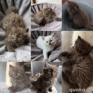 Britisch langhaar Kitten 