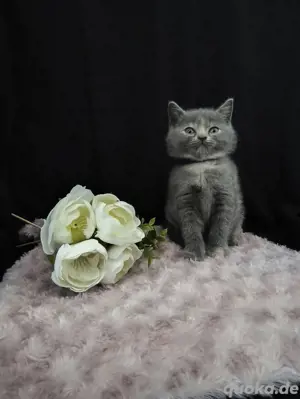 Britische Kurzhaar Katze 