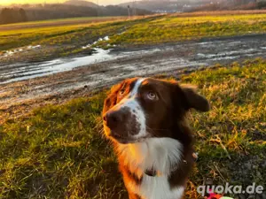 Australian Shepherd Deckrüde Red Bi Bild 6