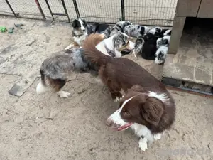 Australian Shepherd Deckrüde Red Bi Bild 5