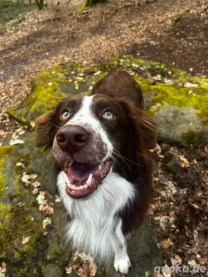 Australian Shepherd Deckrüde Red Bi Bild 7
