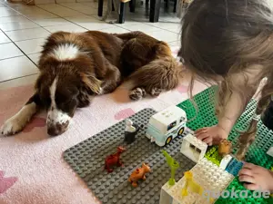 Australian Shepherd Deckrüde Red Bi Bild 9