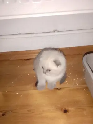 Bkh kitten    sucht liebevolles Zuhause.   
