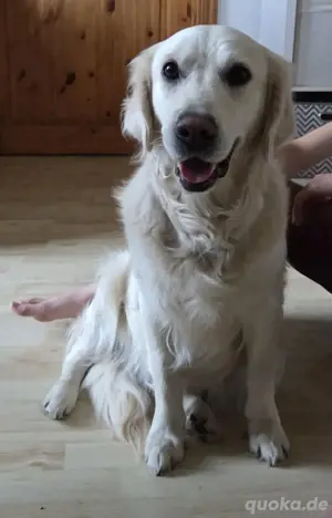 Reinrassige Golden Retriever Welpen