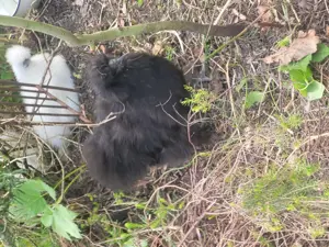 3 Seidenhuhn Hennen   US Silkie 