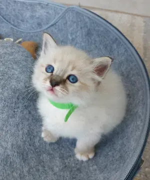 Heilige birma kitten 