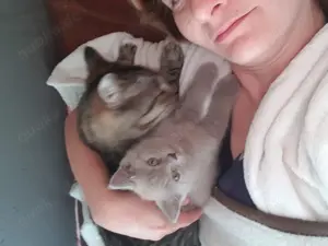 Katzenbetreung für bis zu 6 Monaten gesucht Raum DE