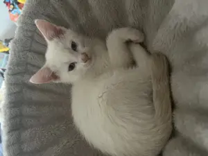 Main-coon Mix kitten 