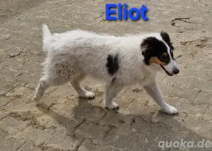 reinr. amerik. Colliewelpen,Rüden,6 mon.,m. Ahnentafel dürfen umziehen 