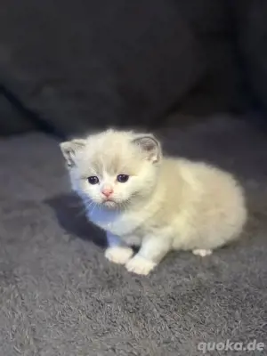 BKH baby katzen 