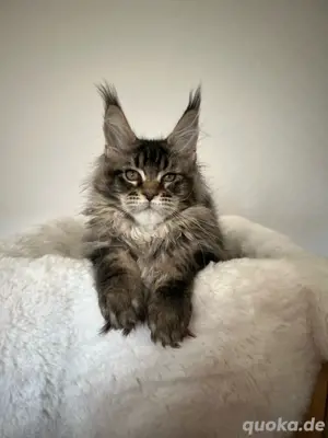 Reinrassige Maine Coon Mädchen mit stammbaum