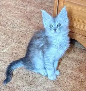 Maine Coon Babys mit Stammbaum