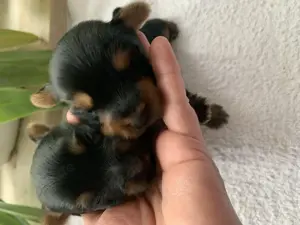 Yorkshire Terrier Welpe exklusiv 