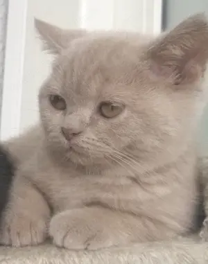  SÜßE Reinrassige Bkh Kitten. Nur 1noch frei. (Lila Farbe) 