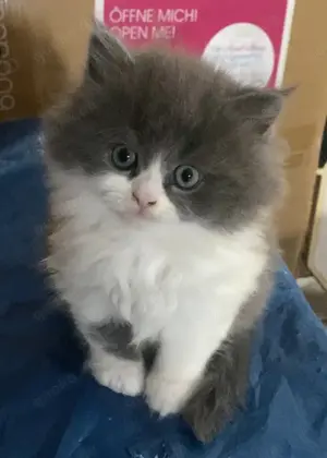 Flauschiger Kater (BKH x Perser) sucht liebevolles Zuhause