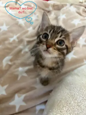 EHK-Bengal Kitten