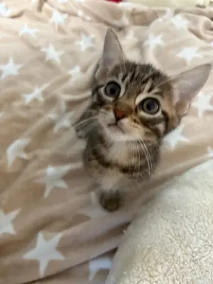 EHK-Bengal Kitten Bild 7