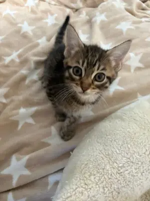 EHK-Bengal Kitten Bild 6