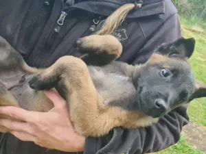 Malinois Welpe Rüde 8,5 Wochen 