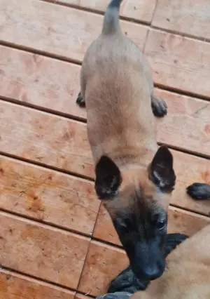 Malinois Welpe Hündin 8,5 Wochen 
