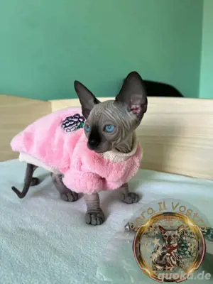 Canadian Sphynx mit WCF Stammbaum