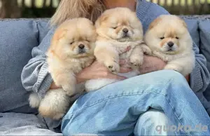 Super Chow Chow welpen